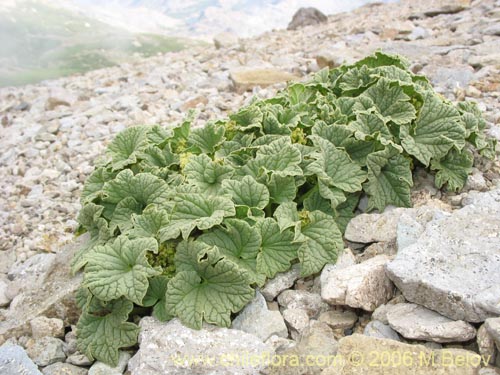 Bild von Dioscorea volckmannii (Jabón del monte). Klicken Sie, um den Ausschnitt zu vergrössern.