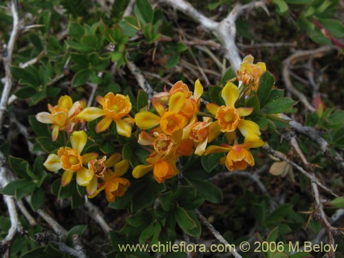 Imágen de Berberis montana (Michay / Calafate). Haga un clic para aumentar parte de imágen.