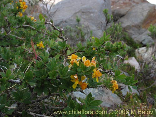 Imágen de Berberis montana (Michay / Calafate). Haga un clic para aumentar parte de imágen.