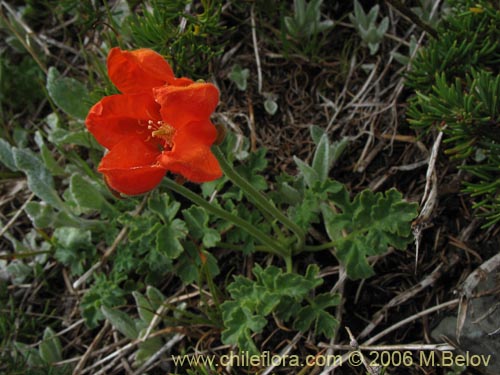 Image of Loasa lateritia (Loasa roja). Click to enlarge parts of image.