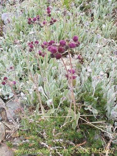 Imágen de Calceolaria arachnoidea (Capachito morado). Haga un clic para aumentar parte de imágen.