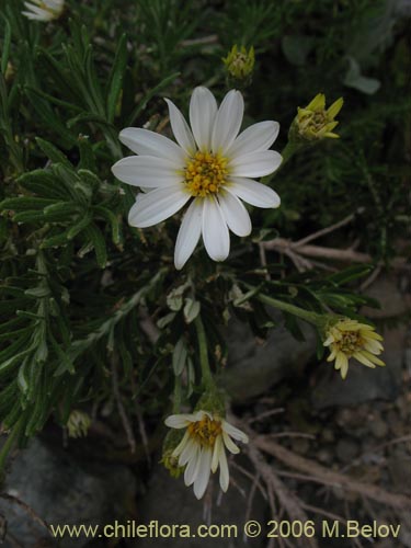 Bild von Chiliotrichum rosmarinifolium (Romerillo). Klicken Sie, um den Ausschnitt zu vergrössern.