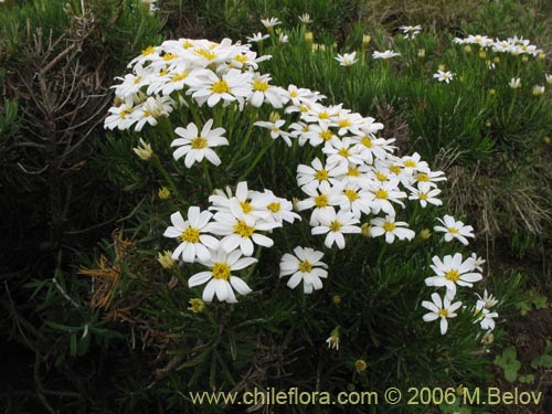 Bild von Chiliotrichum rosmarinifolium (Romerillo). Klicken Sie, um den Ausschnitt zu vergrössern.