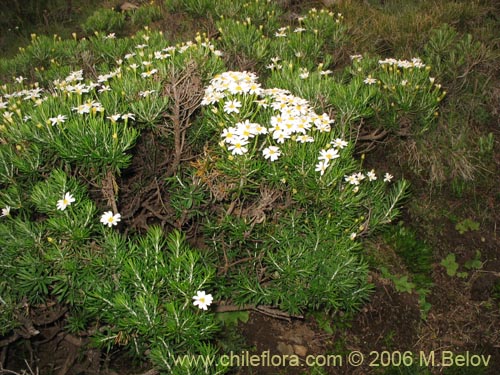 Image of Chiliotrichum rosmarinifolium (Romerillo). Click to enlarge parts of image.