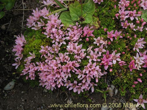 Фотография Anagallis alternifolia (Pimpinela). Щелкните, чтобы увеличить вырез.