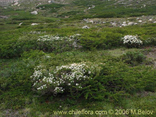 Image of Chiliotrichum rosmarinifolium (Romerillo). Click to enlarge parts of image.