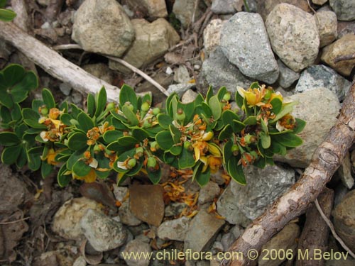 Bild von Berberis montana (Michay / Calafate). Klicken Sie, um den Ausschnitt zu vergrössern.