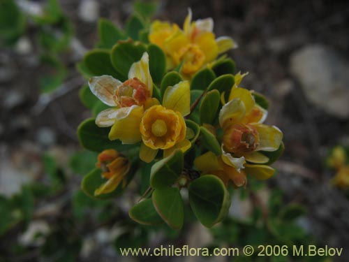Image of Berberis montana (Michay / Calafate). Click to enlarge parts of image.