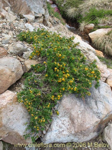 Berberis montana의 사진