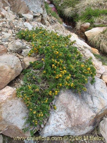 Bild von Berberis montana (Michay / Calafate). Klicken Sie, um den Ausschnitt zu vergrössern.