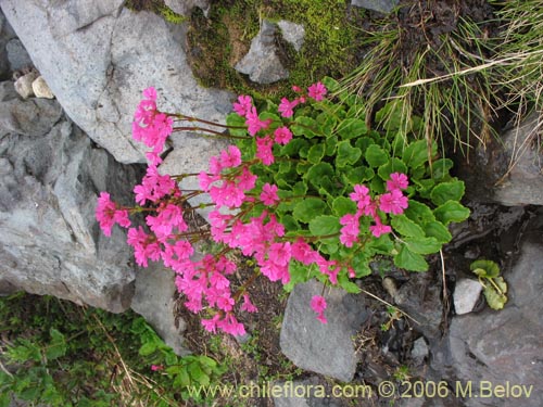 Ourisia alpinaの写真