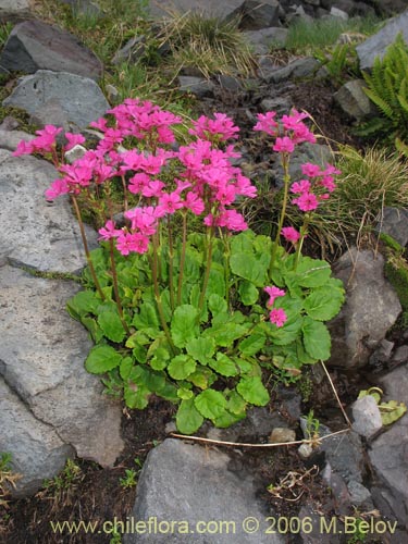 Image of Ourisia alpina (Ourisia rosada). Click to enlarge parts of image.