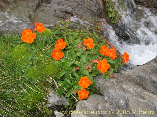 Фотография Mimulus cupreus (Berro rojo / Flor de cobre). Щелкните, чтобы увеличить вырез.