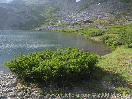 Image of Nothofagus antarctica (irre). Click to enlarge parts of image.