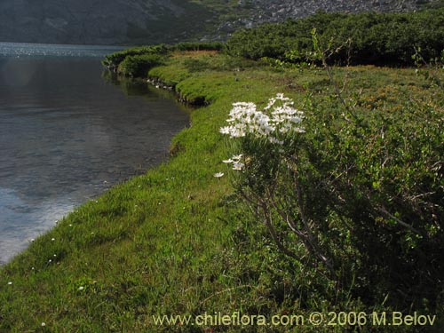 Фотография Chiliotrichum rosmarinifolium (Romerillo). Щелкните, чтобы увеличить вырез.