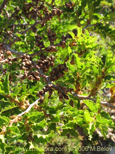 Bild von Nothofagus antarctica (Ñirre). Klicken Sie, um den Ausschnitt zu vergrössern.