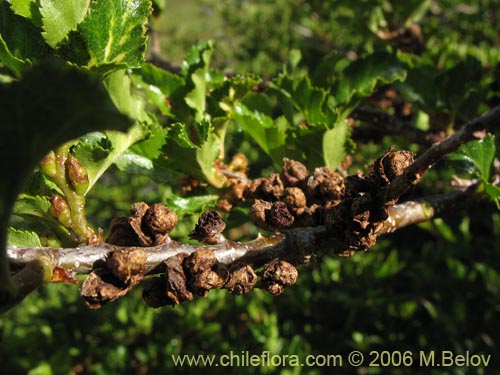 Bild von Nothofagus antarctica (Ñirre). Klicken Sie, um den Ausschnitt zu vergrössern.