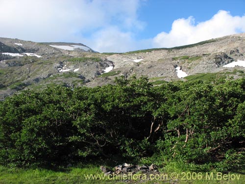 Bild von Nothofagus antarctica (Ñirre). Klicken Sie, um den Ausschnitt zu vergrössern.