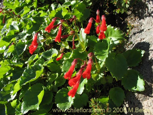 Ourisia poeppigii의 사진