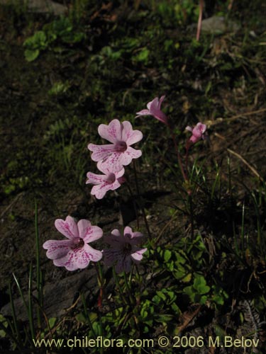 Bild von Ourisia alpina (Ourisia rosada). Klicken Sie, um den Ausschnitt zu vergrössern.