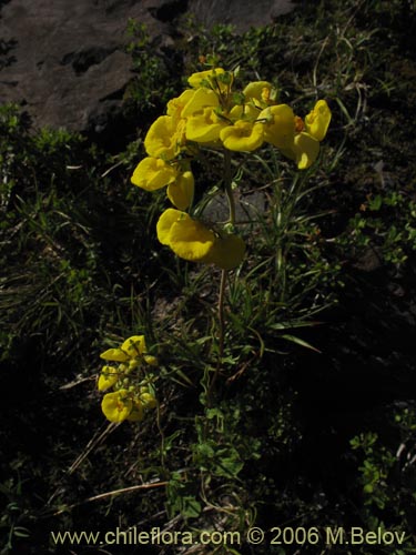 Calceolaria undulata的照片