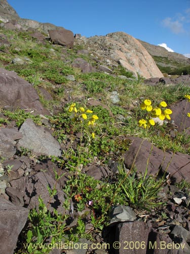 Фотография Calceolaria undulata (Capachito). Щелкните, чтобы увеличить вырез.