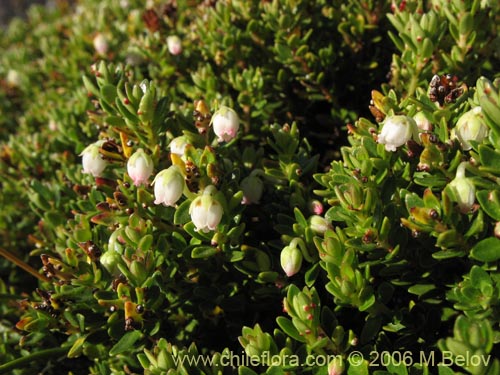 Фотография Gaultheria pumila (Chaura). Щелкните, чтобы увеличить вырез.