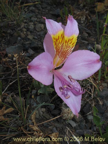 Фотография Alstroemeria exerens (Alstroemeria). Щелкните, чтобы увеличить вырез.