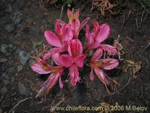 Bild von Alstroemeria exerens (Alstroemeria). Klicken Sie, um den Ausschnitt zu vergrössern.