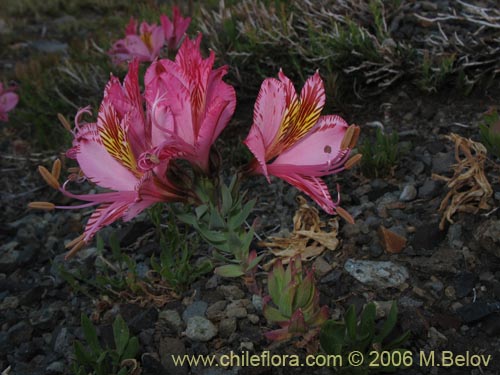 Image of Alstroemeria exerens (Alstroemeria). Click to enlarge parts of image.