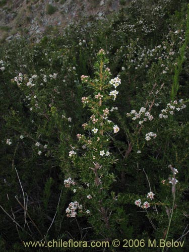 Image of Escallonia virgata (Mata negra / Meki). Click to enlarge parts of image.