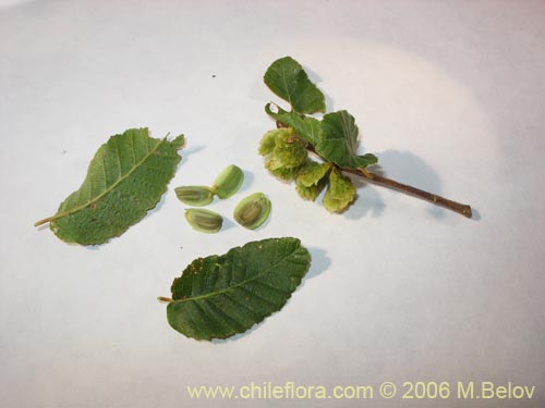 Nothofagus macrocarpa的照片