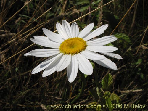 Image of Leucanthum vulgare (). Click to enlarge parts of image.