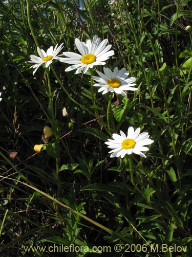 Image of Leucanthum vulgare (). Click to enlarge parts of image.