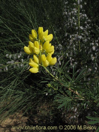 Imgen de Lupinus arboreus (Chocho / Altramuz). Haga un clic para aumentar parte de imgen.