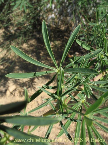 Imágen de Lupinus arboreus (Chocho / Altramuz). Haga un clic para aumentar parte de imágen.