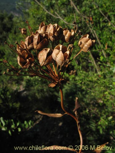 Imágen de Bomarea salsilla (Salsilla / Zarcilla / Copihuito). Haga un clic para aumentar parte de imágen.