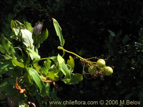 Bild von Bomarea salsilla (Salsilla / Zarcilla / Copihuito). Klicken Sie, um den Ausschnitt zu vergrössern.