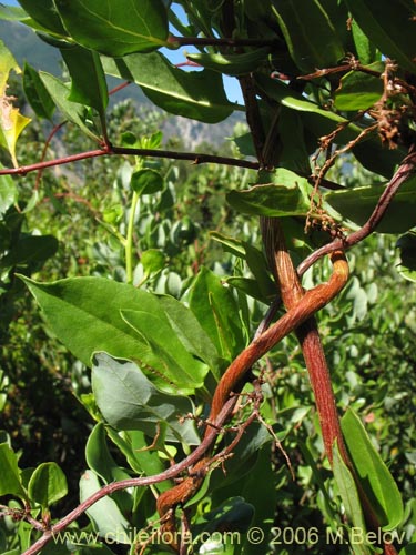 Bild von Muehlenbeckia hastulata (Quilo / Voqui negro / Molleca). Klicken Sie, um den Ausschnitt zu vergrössern.