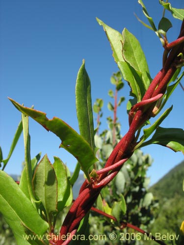 Muehlenbeckia hastulataの写真