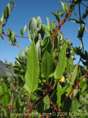 Image of Muehlenbeckia hastulata (Quilo / Voqui negro / Molleca). Click to enlarge parts of image.