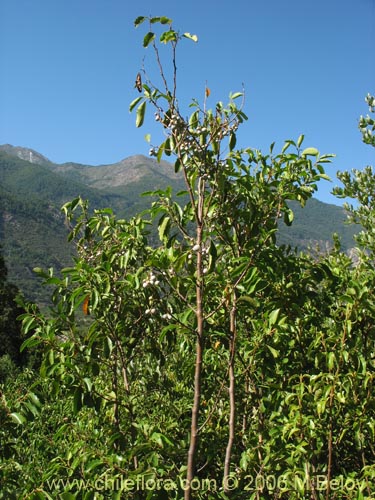 Image of Azara petiolaris (Maquicillo). Click to enlarge parts of image.