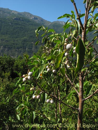 Image of Azara petiolaris (Maquicillo). Click to enlarge parts of image.