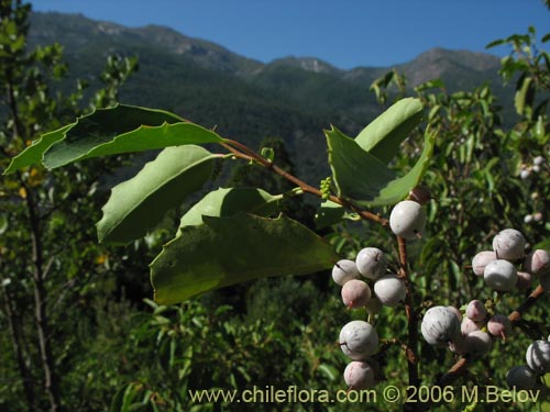 Image of Azara petiolaris (Maquicillo). Click to enlarge parts of image.