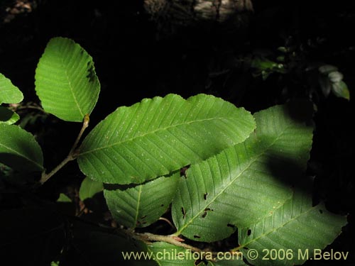 Image of Nothofagus alpina (Raul / Robl). Click to enlarge parts of image.