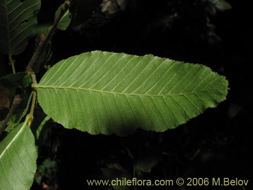 Image of Nothofagus alpina (Raul / Robl). Click to enlarge parts of image.