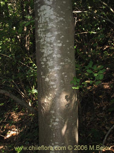 Image of Nothofagus alpina (Raul / Robl). Click to enlarge parts of image.