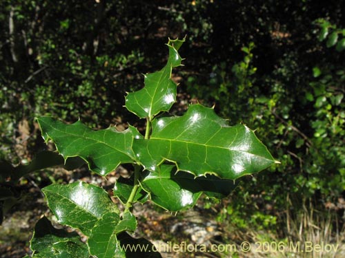 Imágen de Citronella mucronata (Naranjillo / Patagua / Huillipatagua). Haga un clic para aumentar parte de imágen.