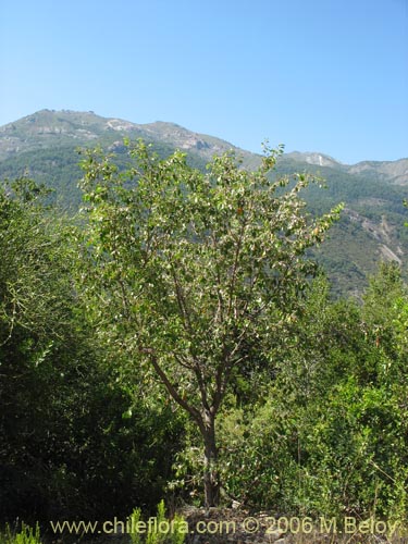 Image of Azara petiolaris (Maquicillo). Click to enlarge parts of image.