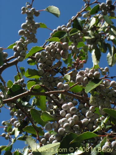 Image of Azara petiolaris (Maquicillo). Click to enlarge parts of image.